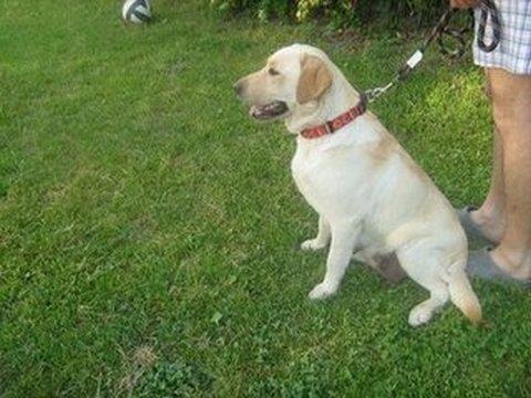 labrador-retriver-stenci