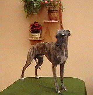 Whippet-mali engleski hrt