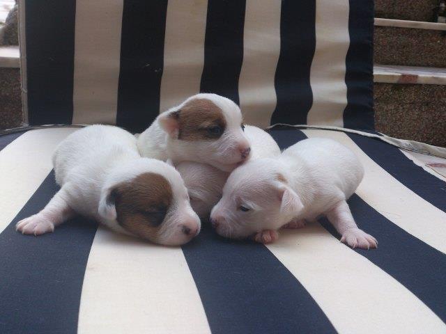 Jack-Russel-stenad-od-vrhunski-roditelja