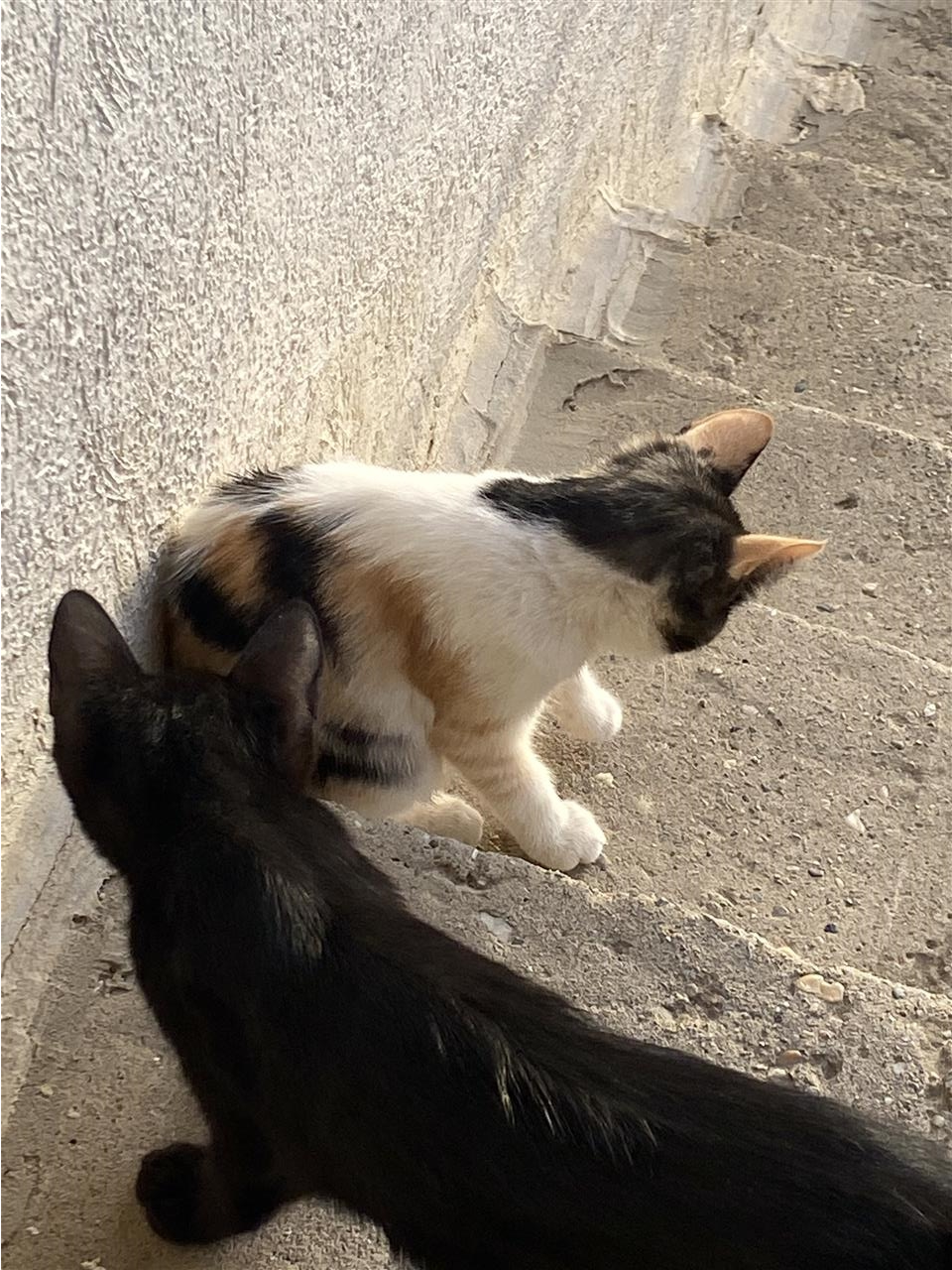 Mačići-na-poklon