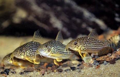 Corydoras Sterbai