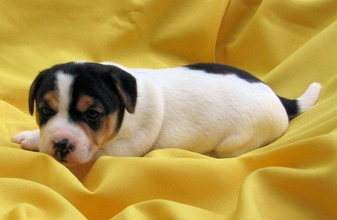 Jack Russell Terrier&Džek Rasel terijer