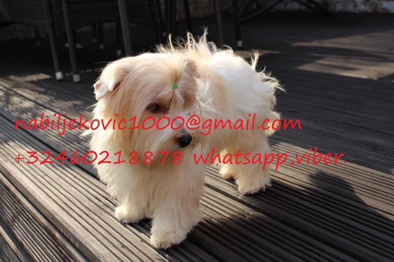 Lijepe-Yorkshire-Terrier-štenci
