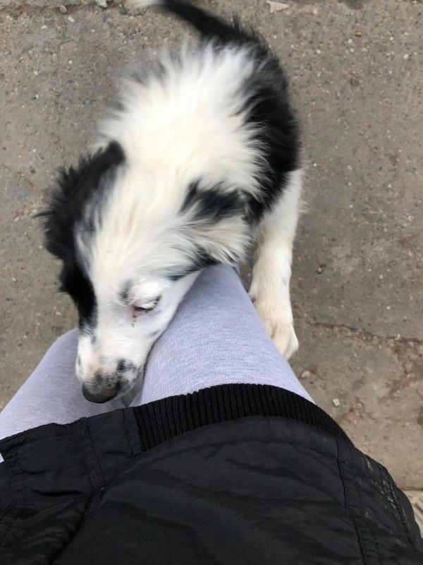 Border-Collie-stenci-na-prodaju