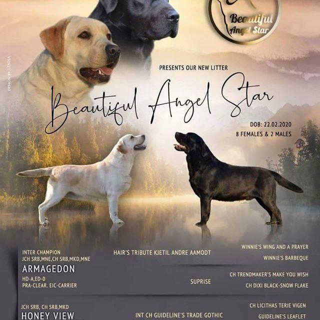 Labrador-retriver-