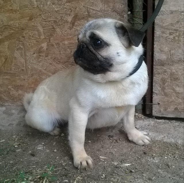 Mops--tri-zenke