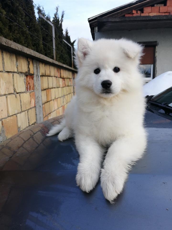 Sibirski-samojed-štenci