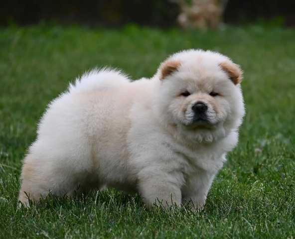 Chow-Cau-Cau