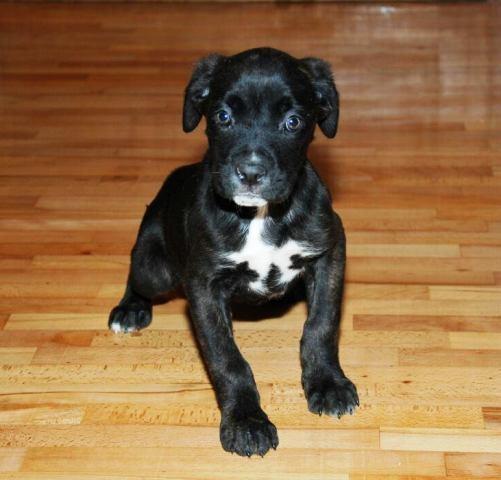 Cane-Corso-zensko-stene