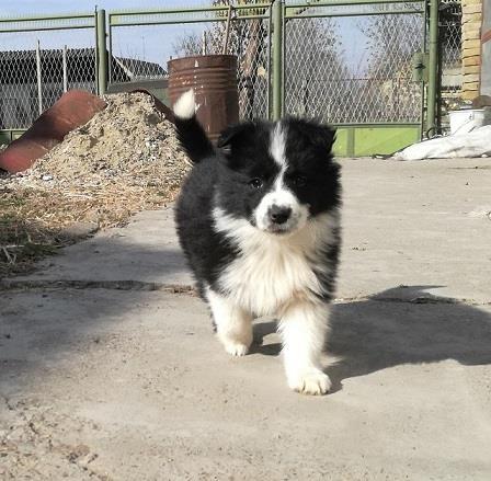 Border-Collie-štenci