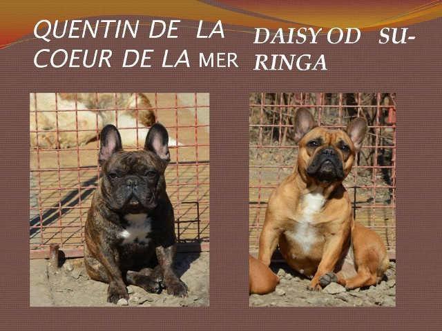 Francuski buldog prelepi stenci