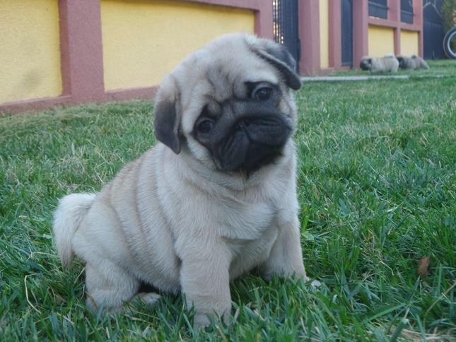 Mops-štenci