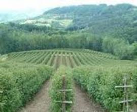 SADNICE-MALINA--VILAMET-I-MIKEL-