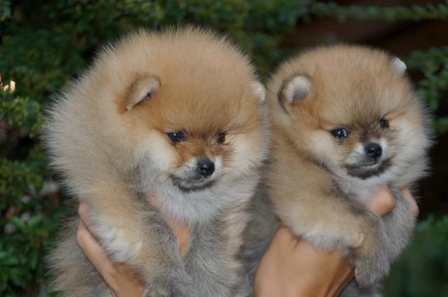 Pomeranac-Pomeranian-Boo-štenci