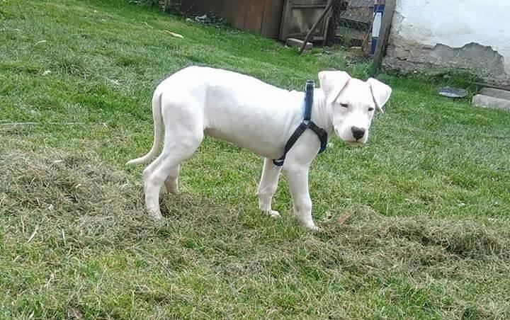 Dogo-Argentino