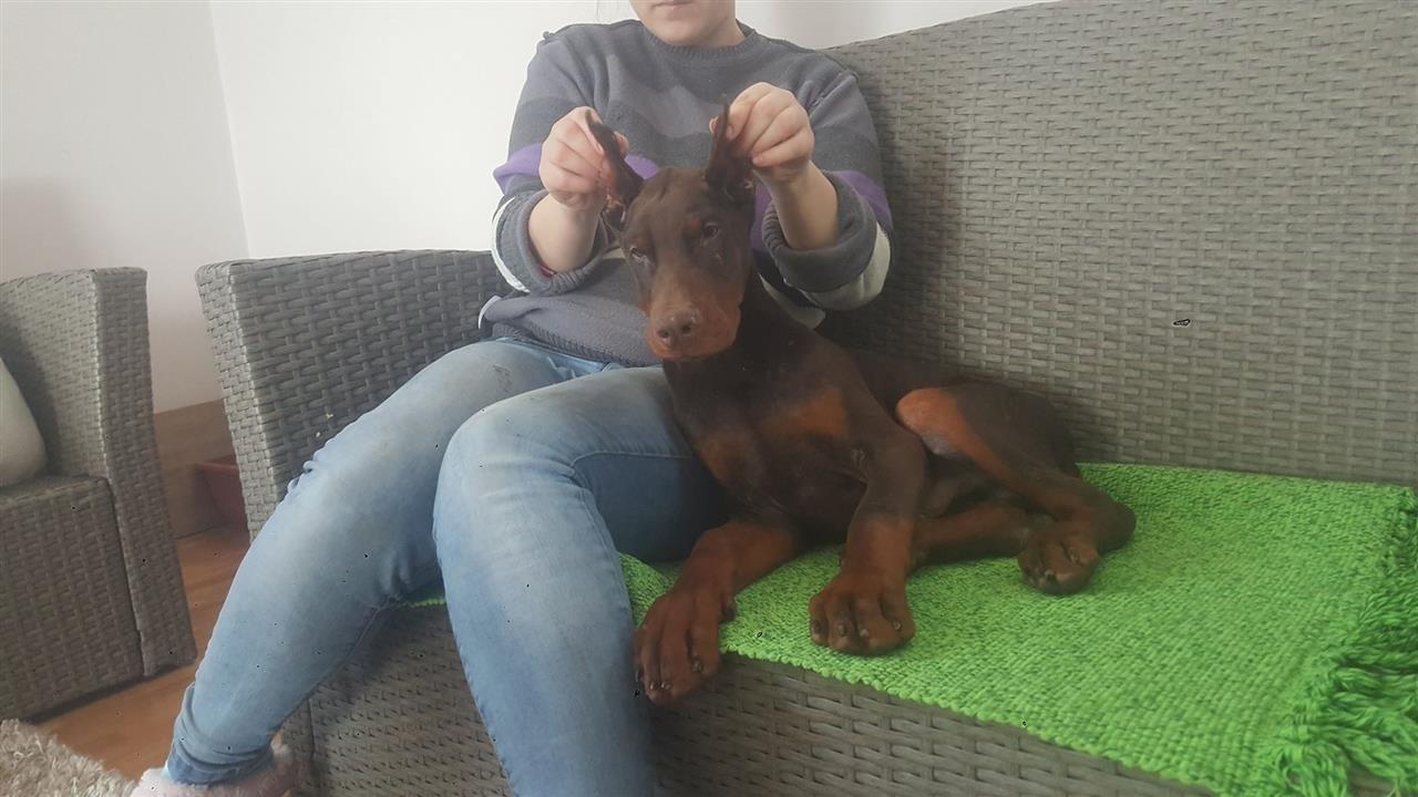 Doberman-stenci-na-prodaju