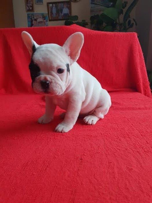 Francuski-buldog-