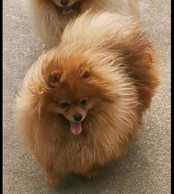 Pomeranac