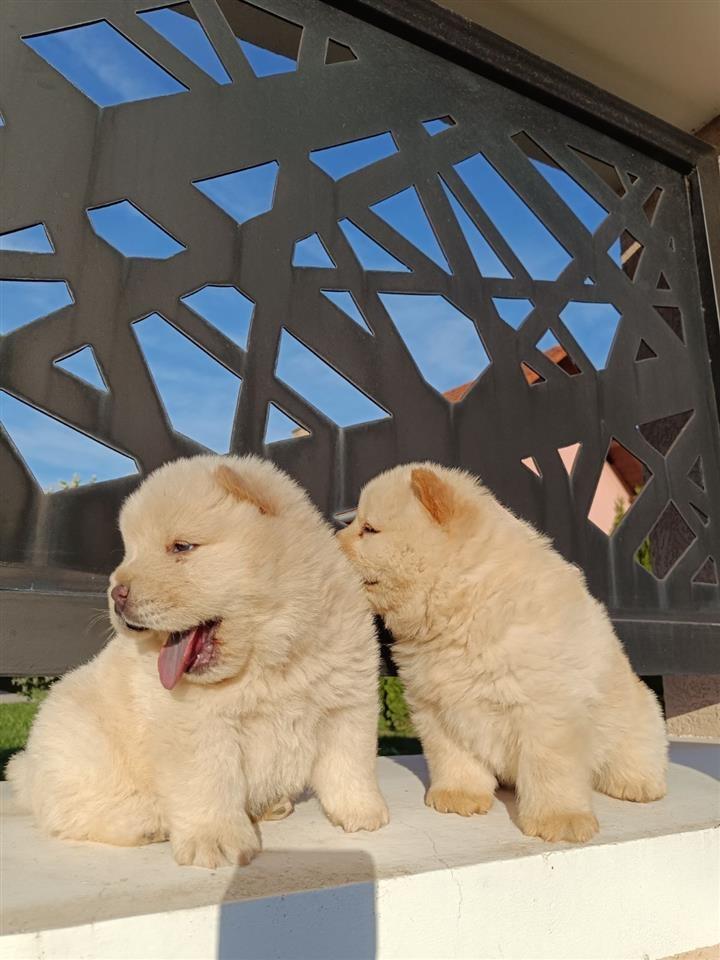 Chow-chow-štenci