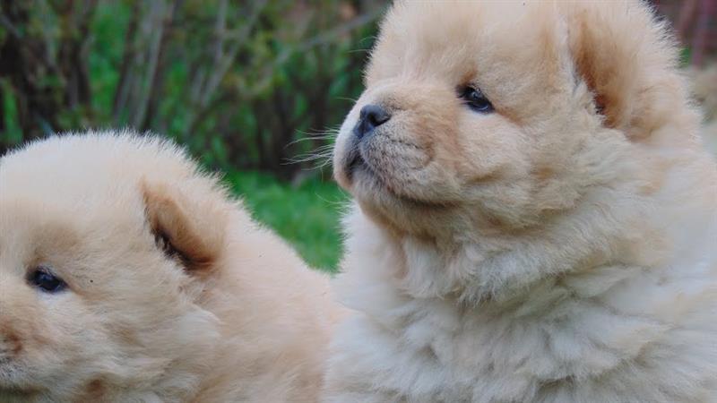 Chow-chow-stenad