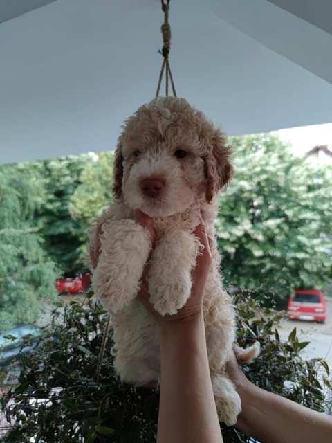 Lagotto-Romagnolo--stenad