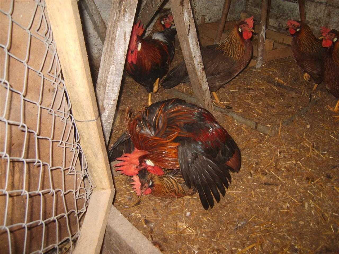 Forwerk-Marans-Australorp-Italijanke
