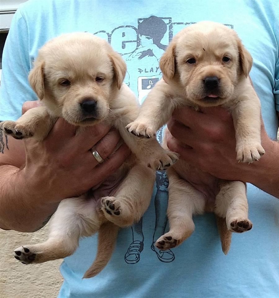Labrador-