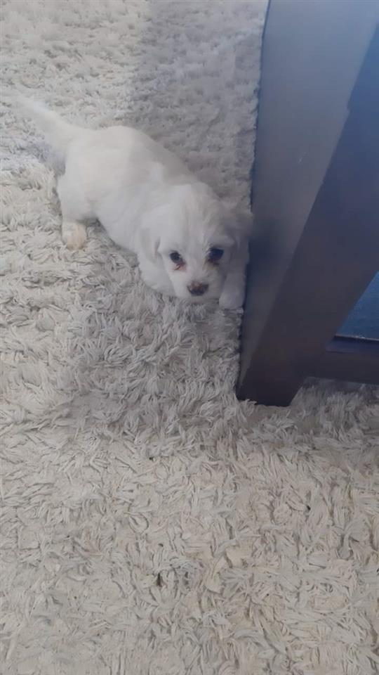 Maltezeri-