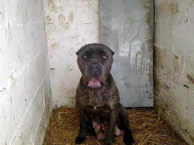 Cane-corso-stenad