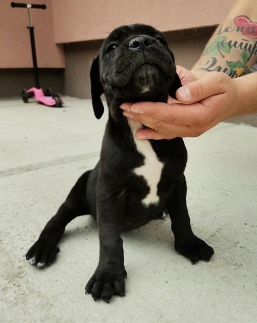 Cane-corso-stenci