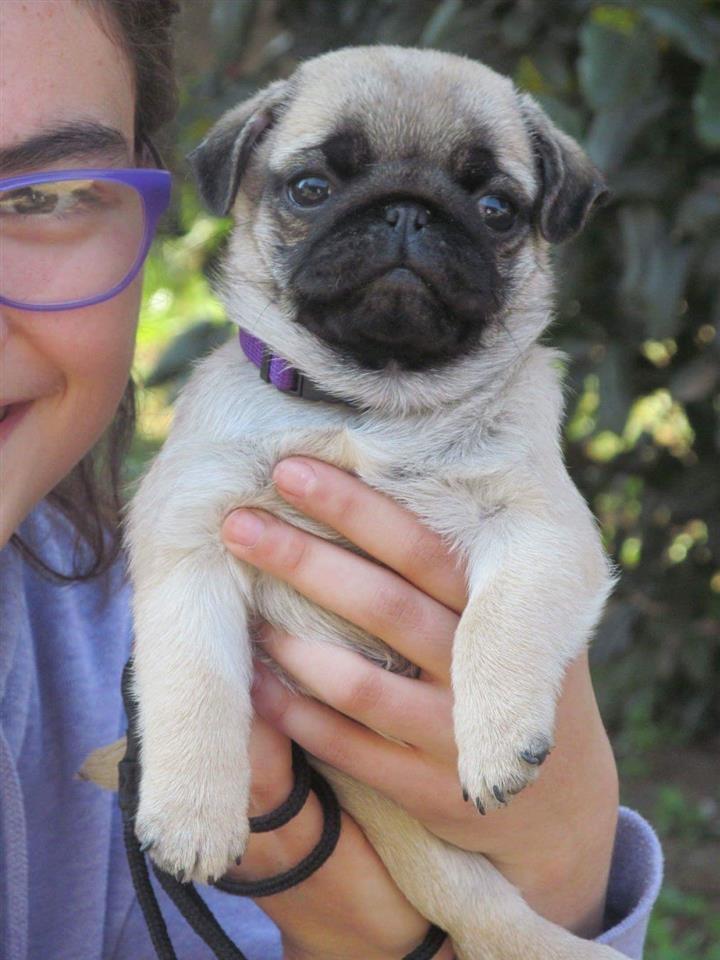 Mops-štenci