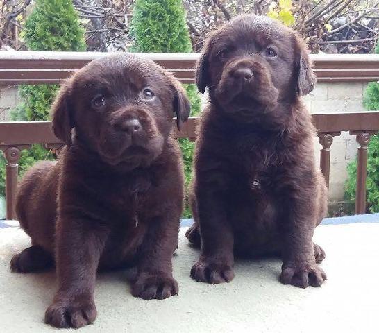 Labrador retriver, čokoladni štenci