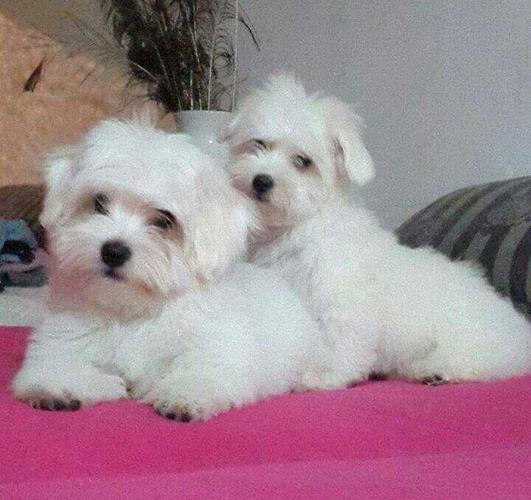 Coton de Tulear
