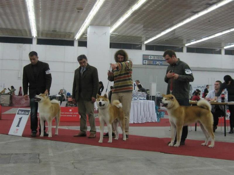 Akita-inu-stenci