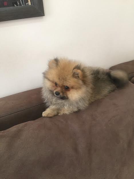 Pomeranski-spic