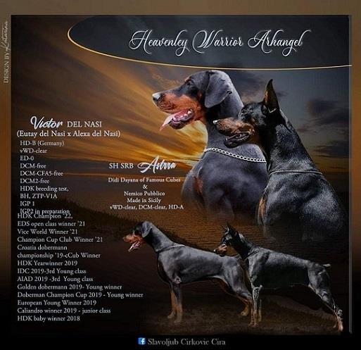 Doberman-štenci