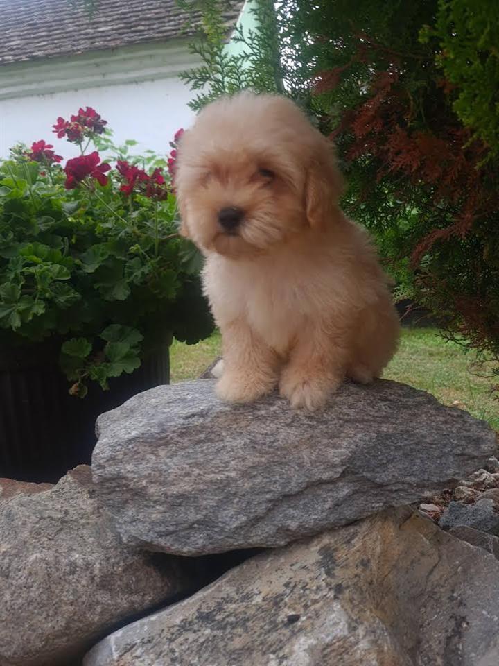 Maltipoo-štenci--