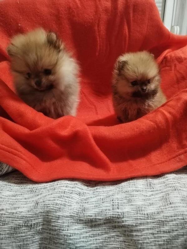 Pomeranski-špic