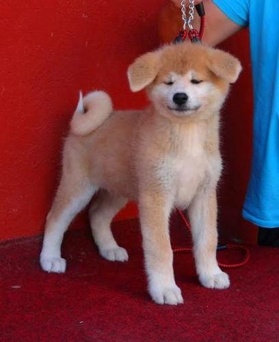 PRELEPA  AKITA INU