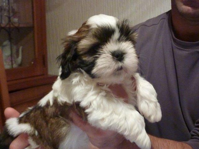 Shih-tzu-stenci---extra-kvaliteta