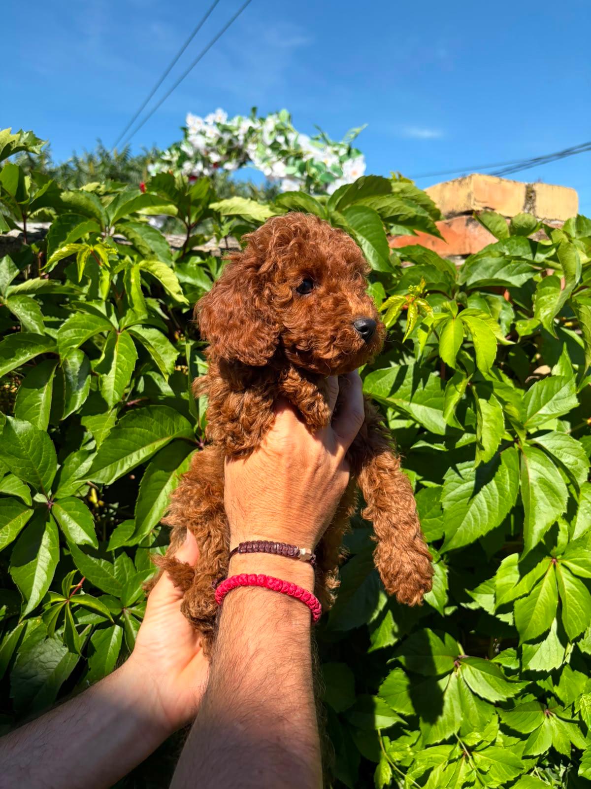 Prelepe-CRVENE-MINI-PUDLE