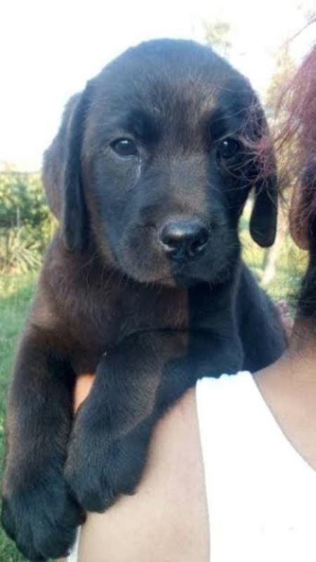 -Labrador-retriver-stenad-