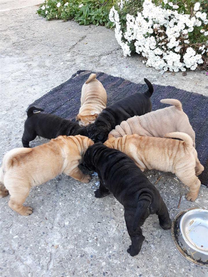 Shar-Pei-štenci-