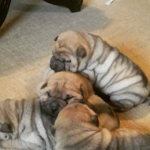 Shar-Pei-stenci