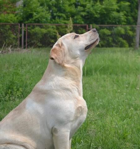 Zenku-labrador-retrivera