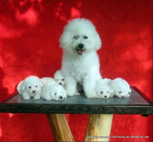 Bichon-Frise---Kovrdzavi-Bison