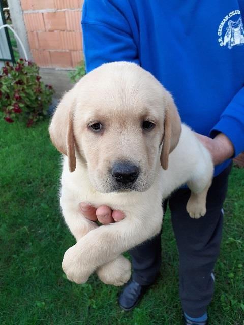 Labrador-stenad