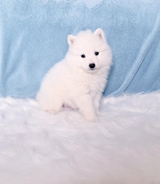 Samojed