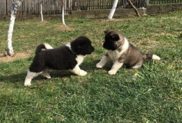 Američka-Akita--štenci
