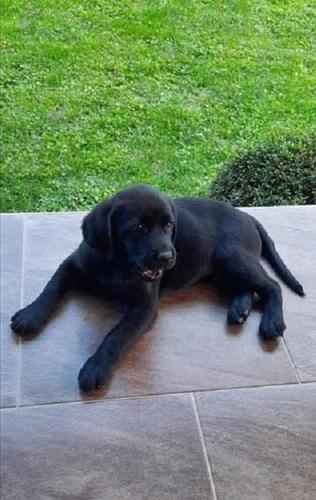Štenci Labrador retrivera 